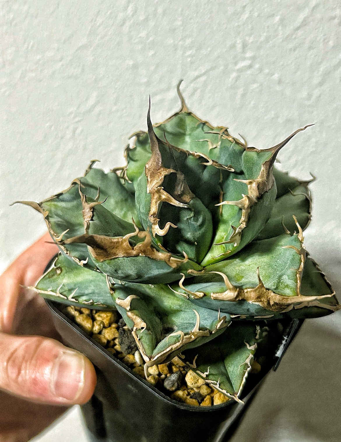 【希少種】アガベ金剛 キングコング (検悪魔くん 魔丸 ハデス 希少種】アガベ金剛 キングコング (検悪魔くん 魔丸 ハデス