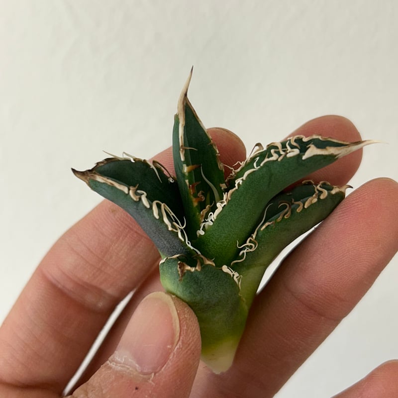 アガベ 穿山甲 センザンコウ 裏棘 トップ極太 コレクション株 | アガベ