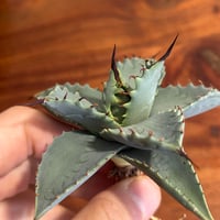 アガベ イシスメンシスハイブリッド 青葉 | アガベ専門店 Heart plants.