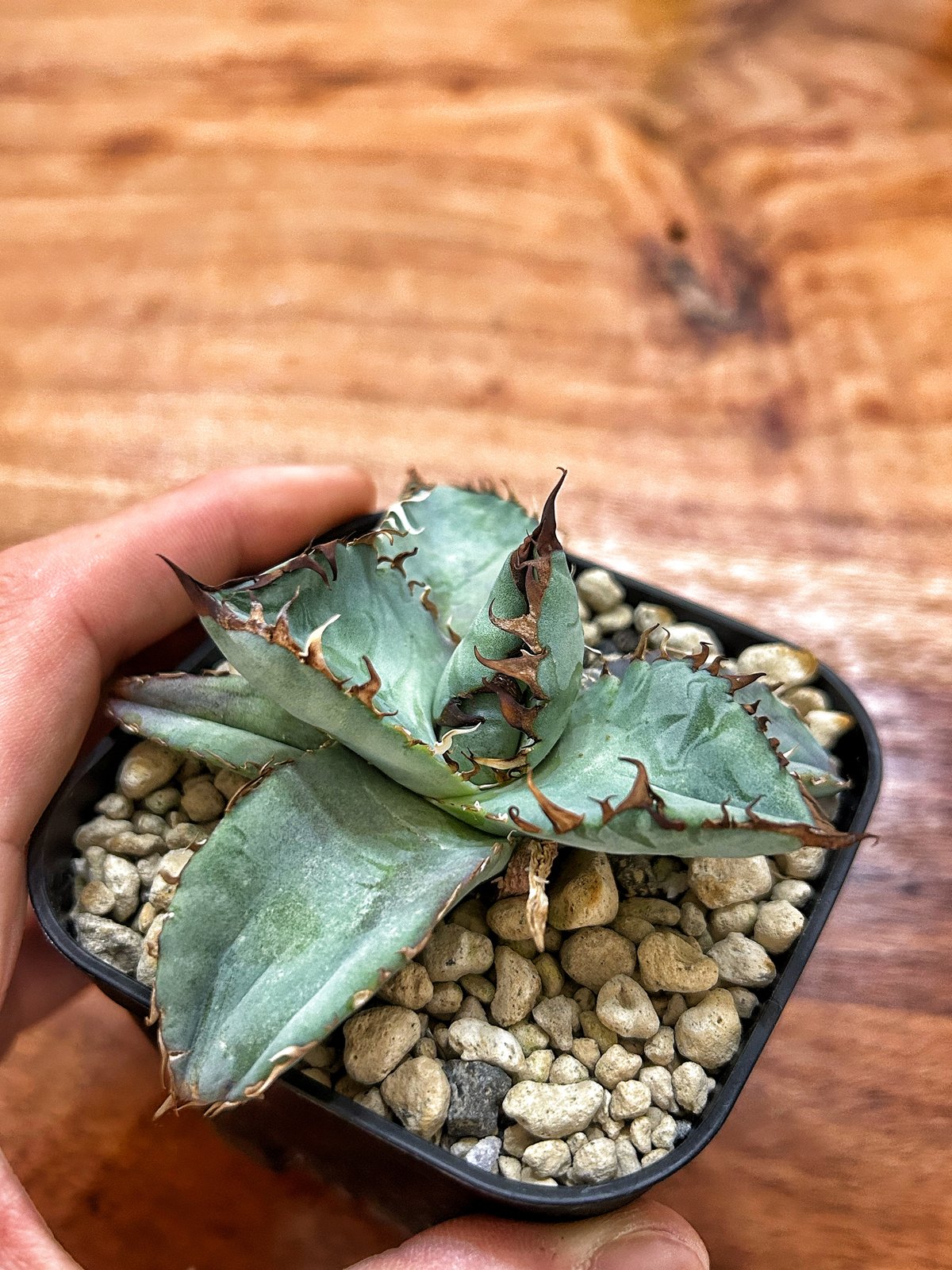 S*K様 アガベ　ブルー　ビースト S*K様 アガベブルービースト