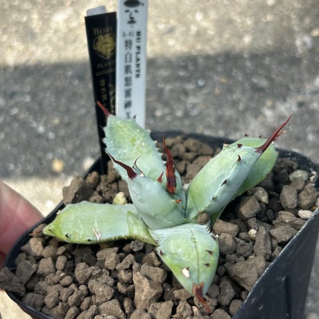 アガベ　芙蘿菈種兄弟　A41特白肌×玫瑰八荒