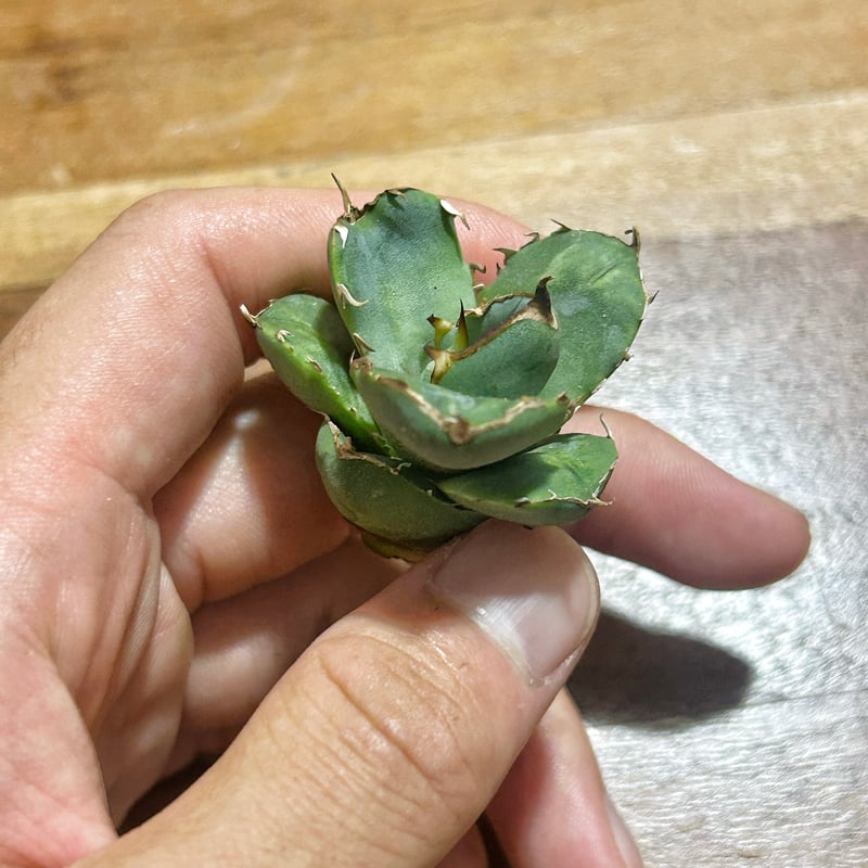 アガベ　クラウンイーグル　冠鷹 アガベ クラウンイーグル 冠鷲 大きめ | アガベ専門店 Heart plants.