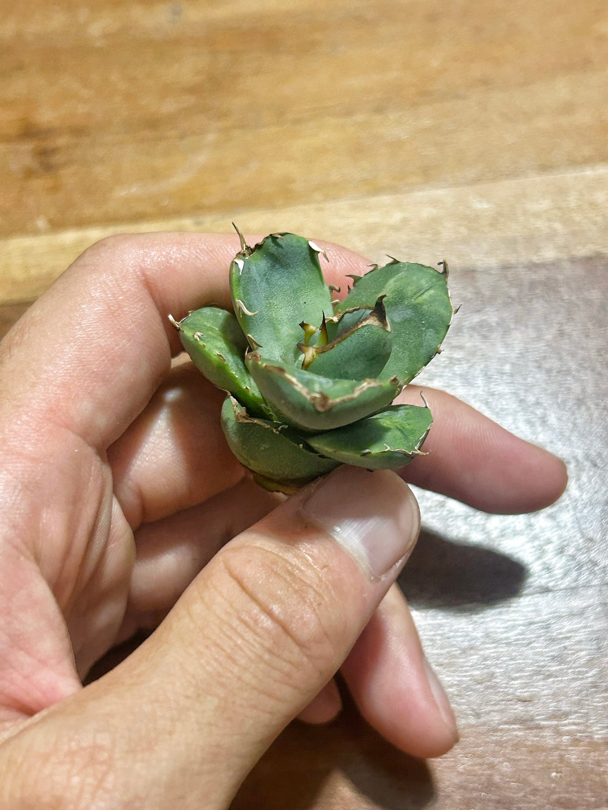 アガベ クラウンイーグル 冠鷲 大きめ | アガベ専門店 Heart plants.