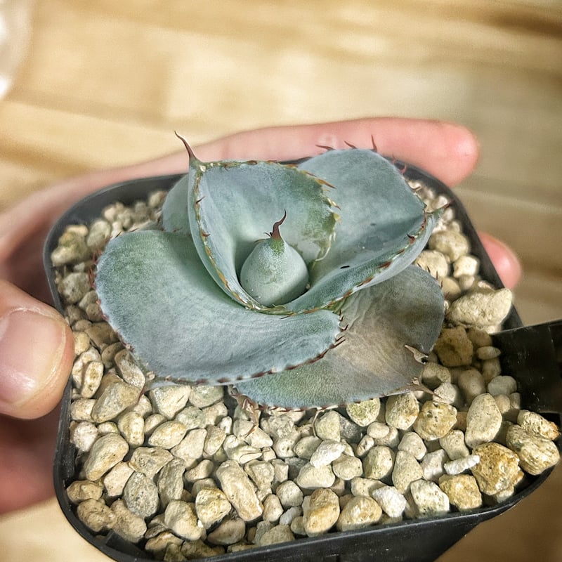 アガベ　グアダラハラナ　ドワーフ 圓葉瓜達 圓葉瓜達 グアダラハラナ ドワーフtype 子株 | Heartplants