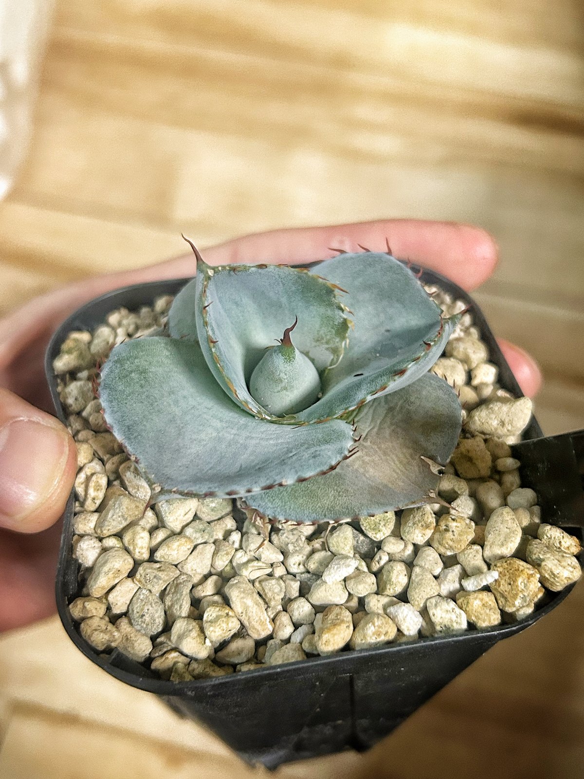 グアダラハラナドワーフ　圓葉瓜達 圓葉瓜達 グアダラハラナ ドワーフtype 子株 | アガベ専門店 Heart plants.