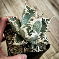 アガベ　オテロイ　実生　スーパーSSランク　ロングスパイン 選抜株】アガベ・オテロイ”ワイルドスパイン” 3号ロングポット