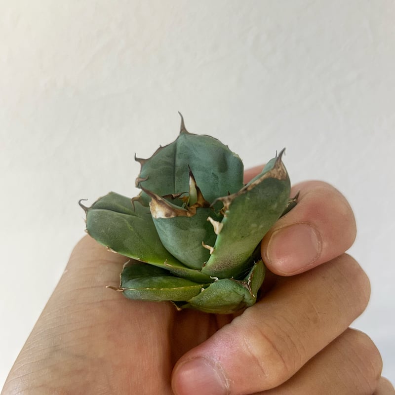 アガベ　クラウンイーグル　冠鷹 クラウンイーグル 冠鷹 アガベ アガベ クラウンイーグル 冠鷲