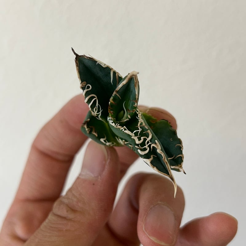 アガベ 穿山甲 センザンコウ 裏棘 トップ極太 コレクション株 | アガベ