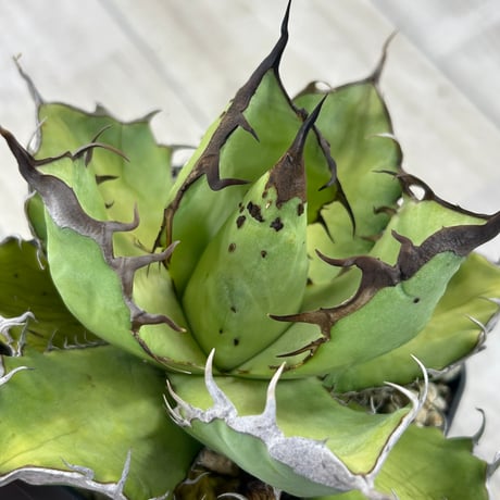 アガベ専門店 Heart plants.