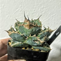 オバティフォリア　オルカ子株① 発根済 オバティフォリア オルカ 子株 | アガベ専門店 Heart plants.