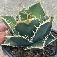アガベ 緑犀牛 | アガベ専門店 Heart plants.