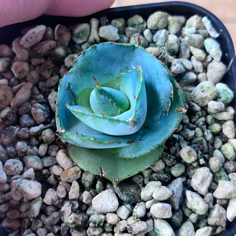 圓葉瓜達 グアダラハラナ ドワーフtype 子株 | アガベ専門店 Heart plants.