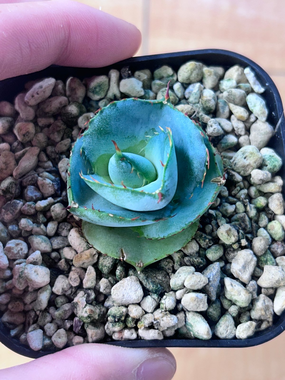 圓葉瓜達 グアダラハラナ ドワーフtype 子株 | アガベ専門店 Heart plants.