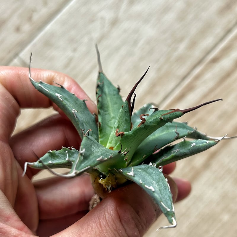 希少】アガベ ハイブリッド 妖炎✕黒帝斯 子株 検）姫厳竜 エボリ ハデス