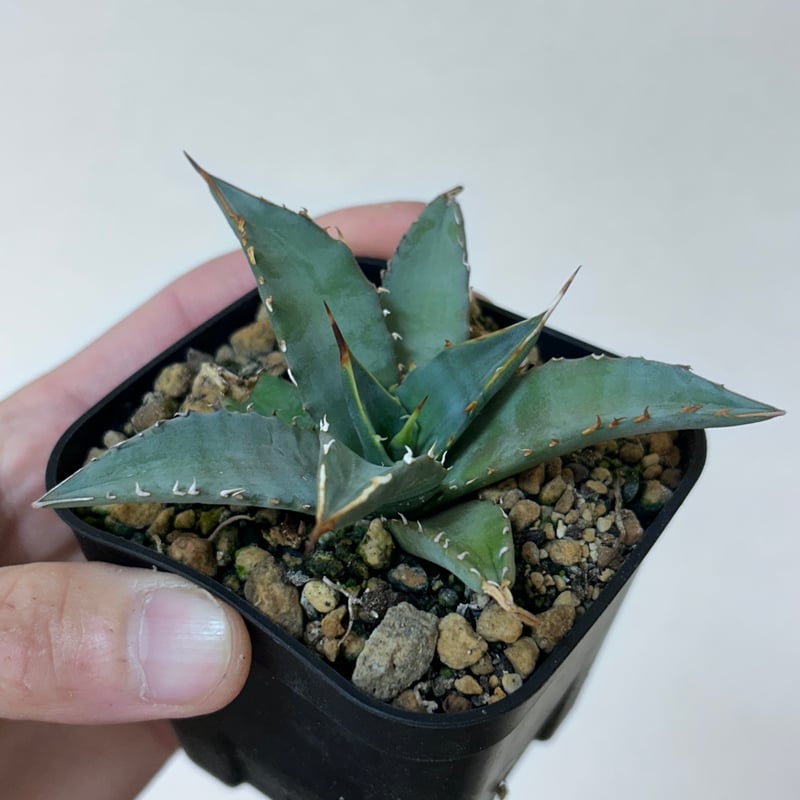 アガベ 妖炎×姫巌龍 ハイブリッド | アガベ専門店 Heart plants.