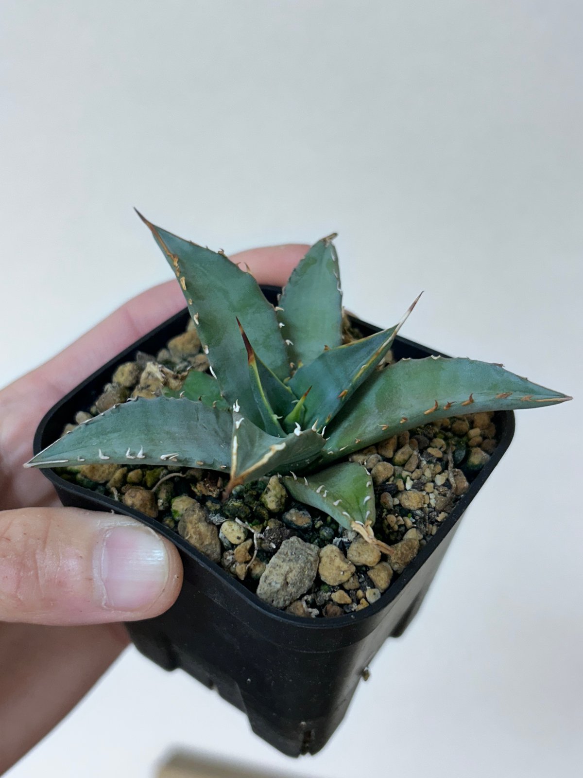 アガベ 妖炎×姫巌龍 ハイブリッド | アガベ専門店 Heart plants.