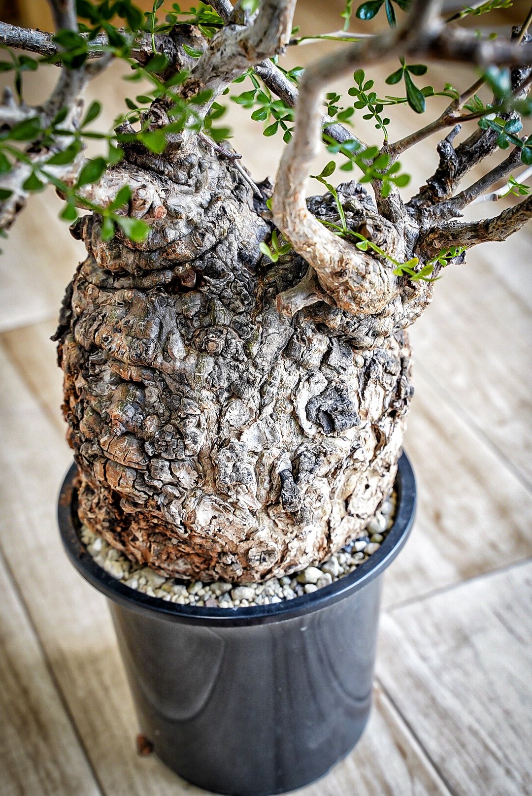 オペルクリカリアパキプス まんまる 【発根済み】 オペルクリカリア