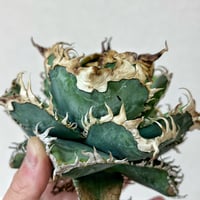 アガベ エボリスピナ×シャウィー ハイブリッド | アガベ専門店 Heart