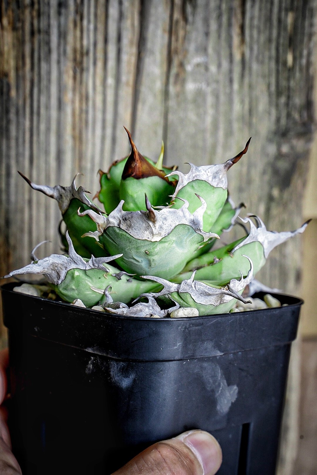 【クローバー出品】アガベhyb クローバー出品】アガベhyb Yahoo!オークション -「アガベ