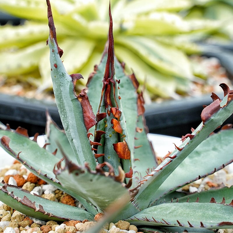 アガベ 裏棘＆超連棘屈原 子株 | Heartplants
