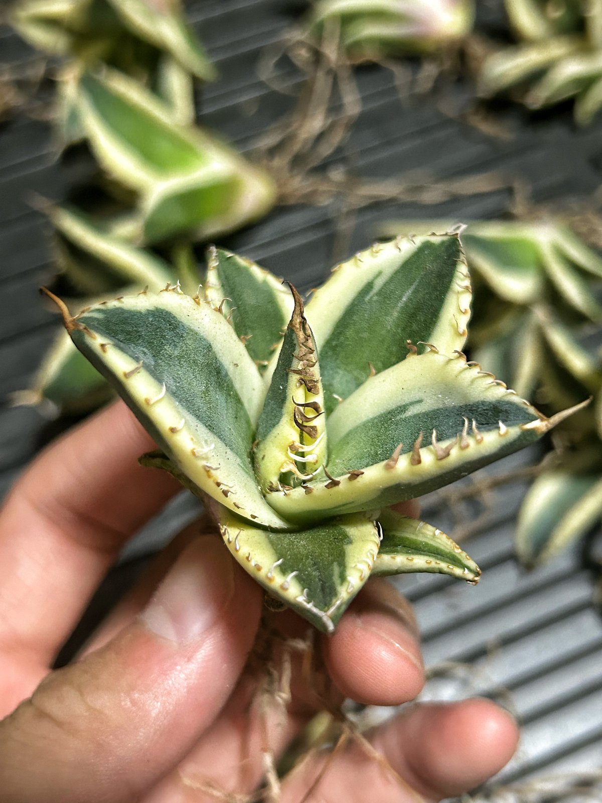 アガベ スナグルトゥース5株カキコ胴切り子株 アガベ スナグルトゥース5株カキコ胴切り子株 アガベ】スナグル