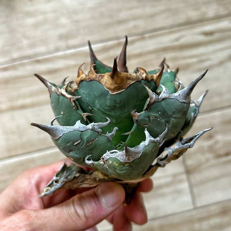 オアハカオテロイ 【公式通販】