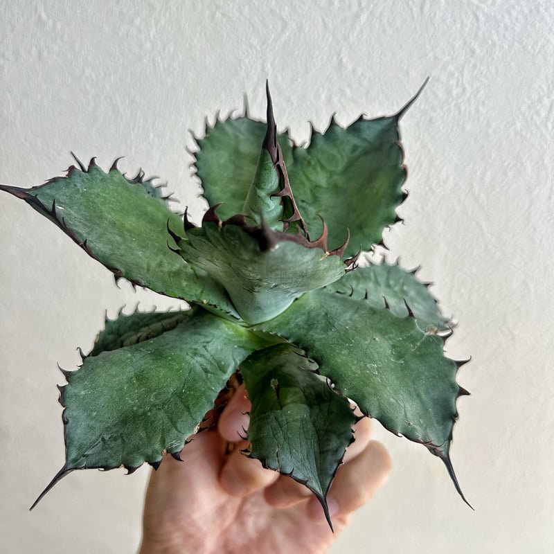 ポタトラム'Spawn'xイシスメンシスxグアダラハラナ Potatorum “Spawn” x Isthmensi | ブログ | 愛知の植物販売