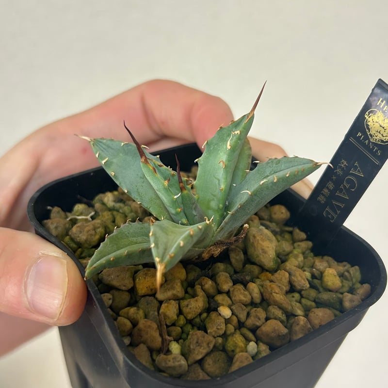 アガベ 妖炎×姫巌龍 ハイブリッド 発根済み | アガベ専門店 Heart plants.