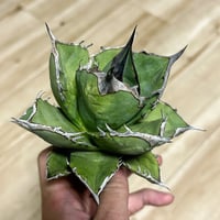 オバティフォリア オルカ 子株 | アガベ専門店 Heart plants.