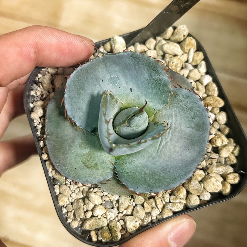 圓葉瓜達 グアダラハラナ ドワーフtype 子株 | アガベ専門店 Heart plants.