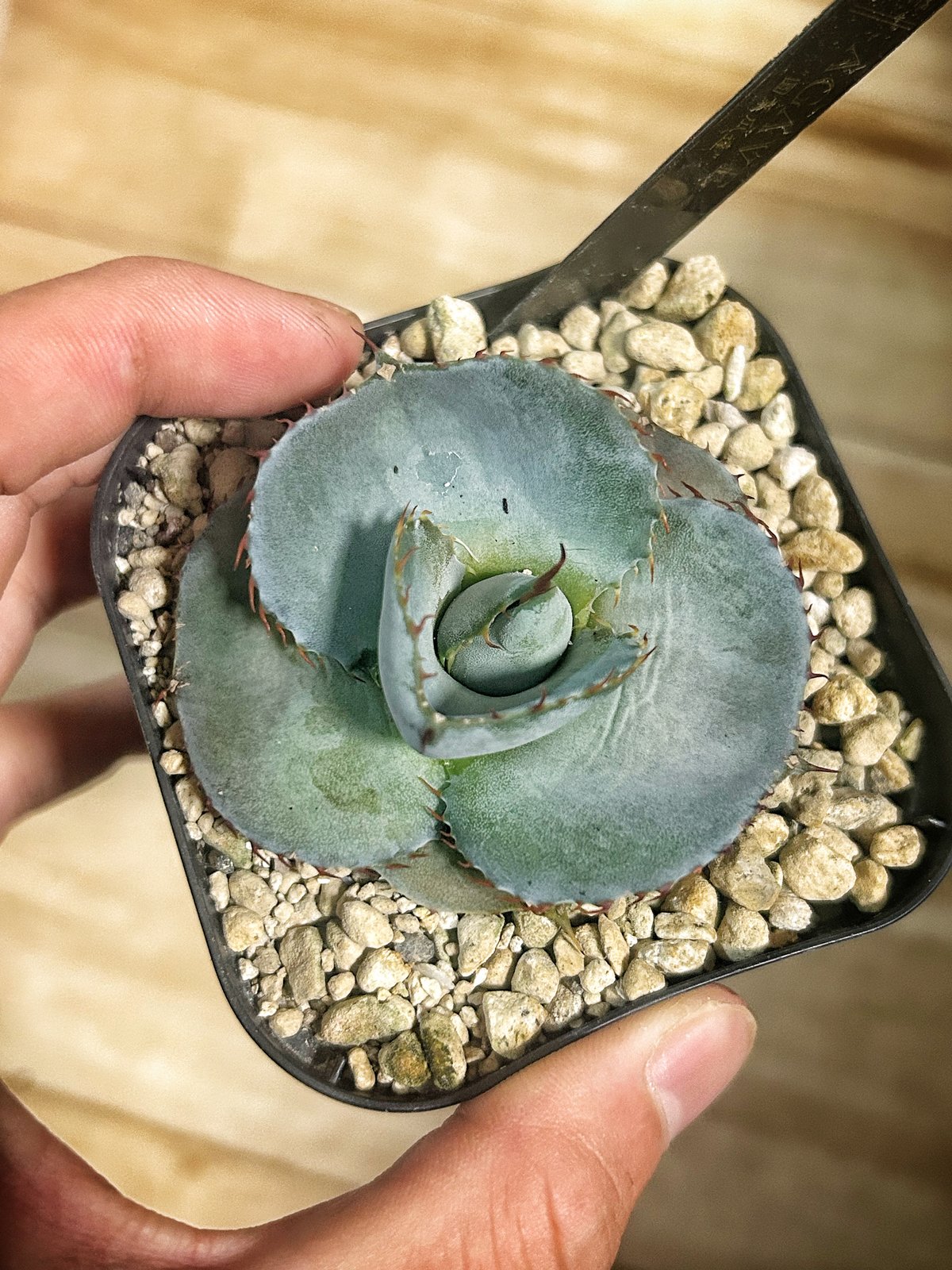 圓葉瓜達 グアダラハラナ ドワーフtype 子株 | アガベ専門店 Heart plants.