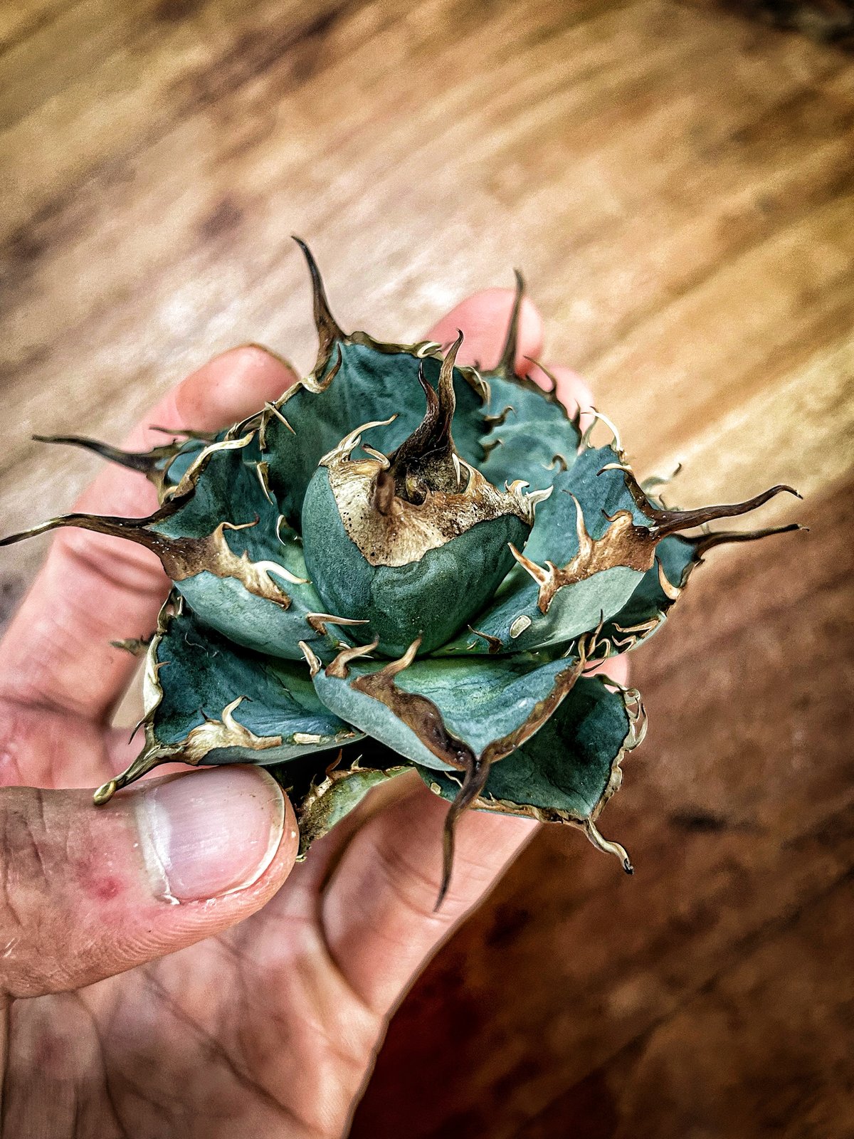 アガべ G4 選抜実生株 ブルー葉強棘オテロイ | Heartplants