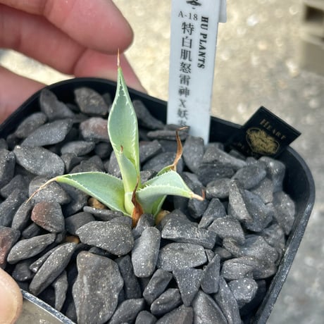 アガベ　huplants選抜　A18特白肌×妖炎　子株　huplantsタグ付き
