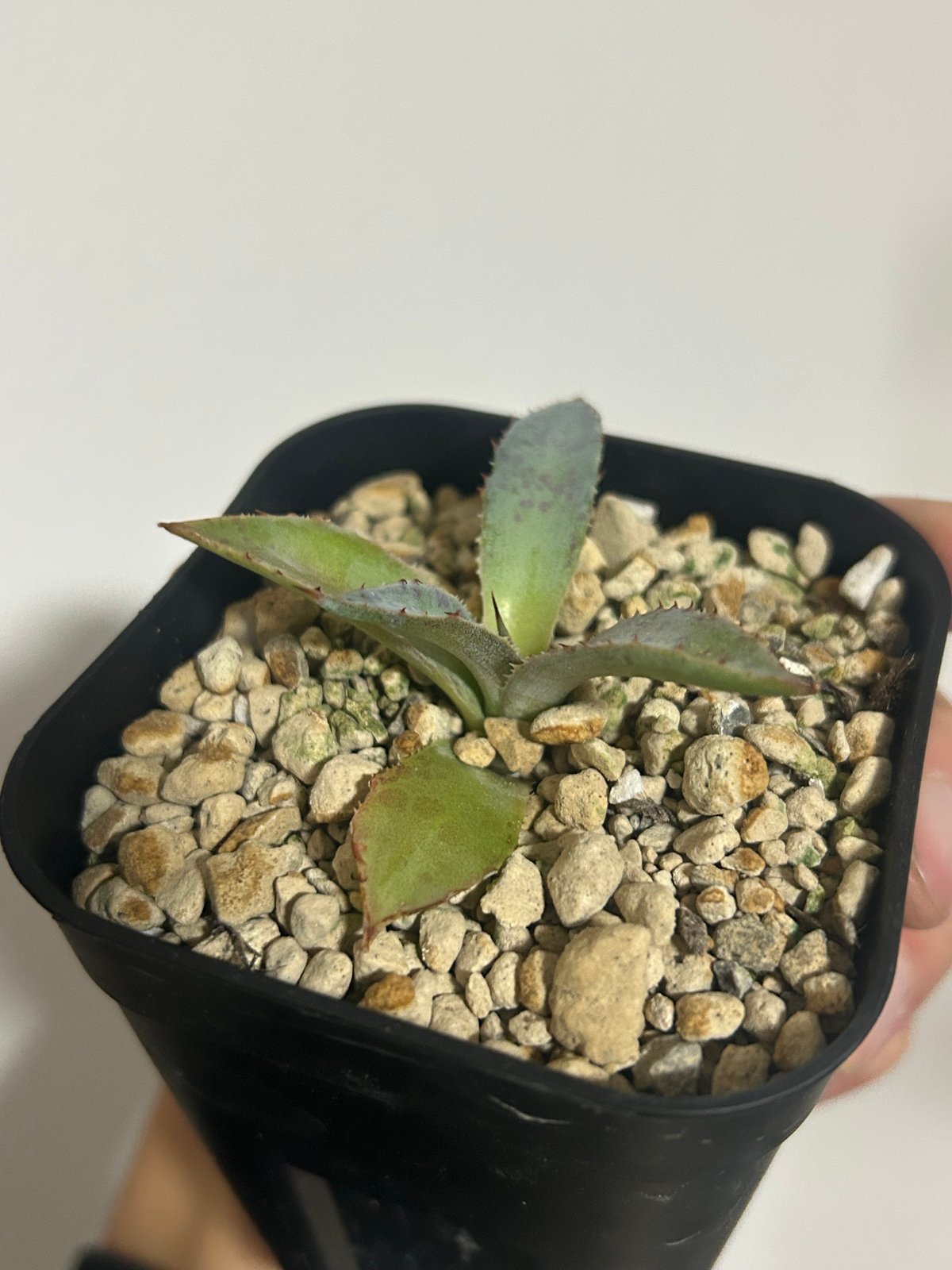 アガベ ハイブリッド　雷神　トップうねるタイプ Yahoo!オークション - アガベ ハイブリッド ネバデンシス×八荒雷神 曲