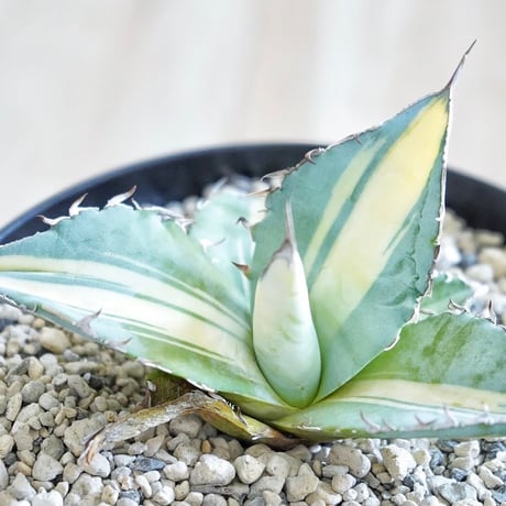 アガベ チタノタ　ホワイトアイス　中斑 アガベ チタノタ ホワイトアイス錦 中斑入り 【公式通販】