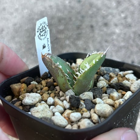 アガベ　solo産　麻花　発根済み　ブツブツ　裏棘