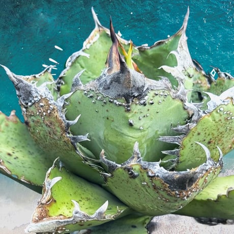 アガベ専門店 Heart plants.