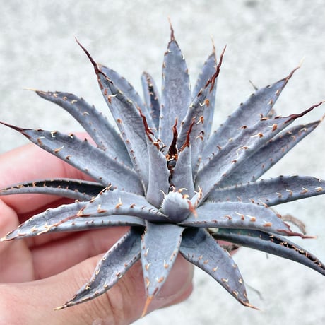 商品 | アガベ専門店 Heart plants.