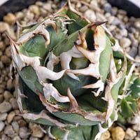 圓葉瓜達 グアダラハラナ ドワーフtype 子株 | アガベ専門店 Heart plants.