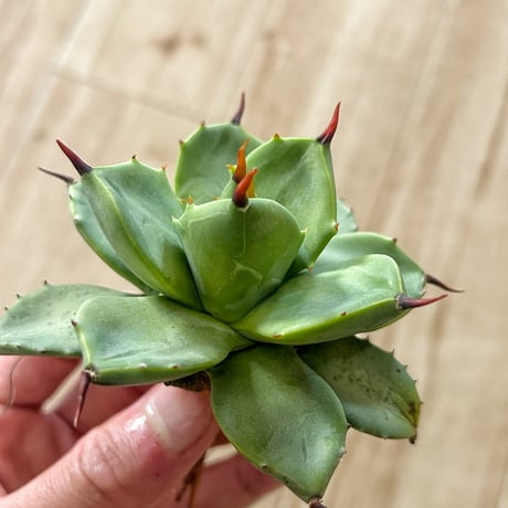 Heartplants Heartplants