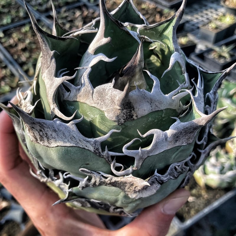 【選抜株】アガベ オテロイ 実生株　【強棘】 選抜株】アガベ・オテロイ”ドワーフフォーム” 3号ロングポット