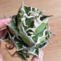 アガベ heart plants numbers 002 HP002 | アガベ専門店 Hea