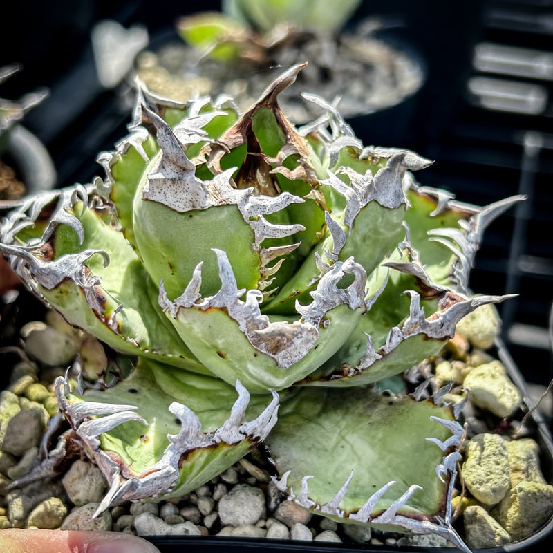 アガベ オテロイ crown 皇冠 | アガベ専門店 Heart plants.