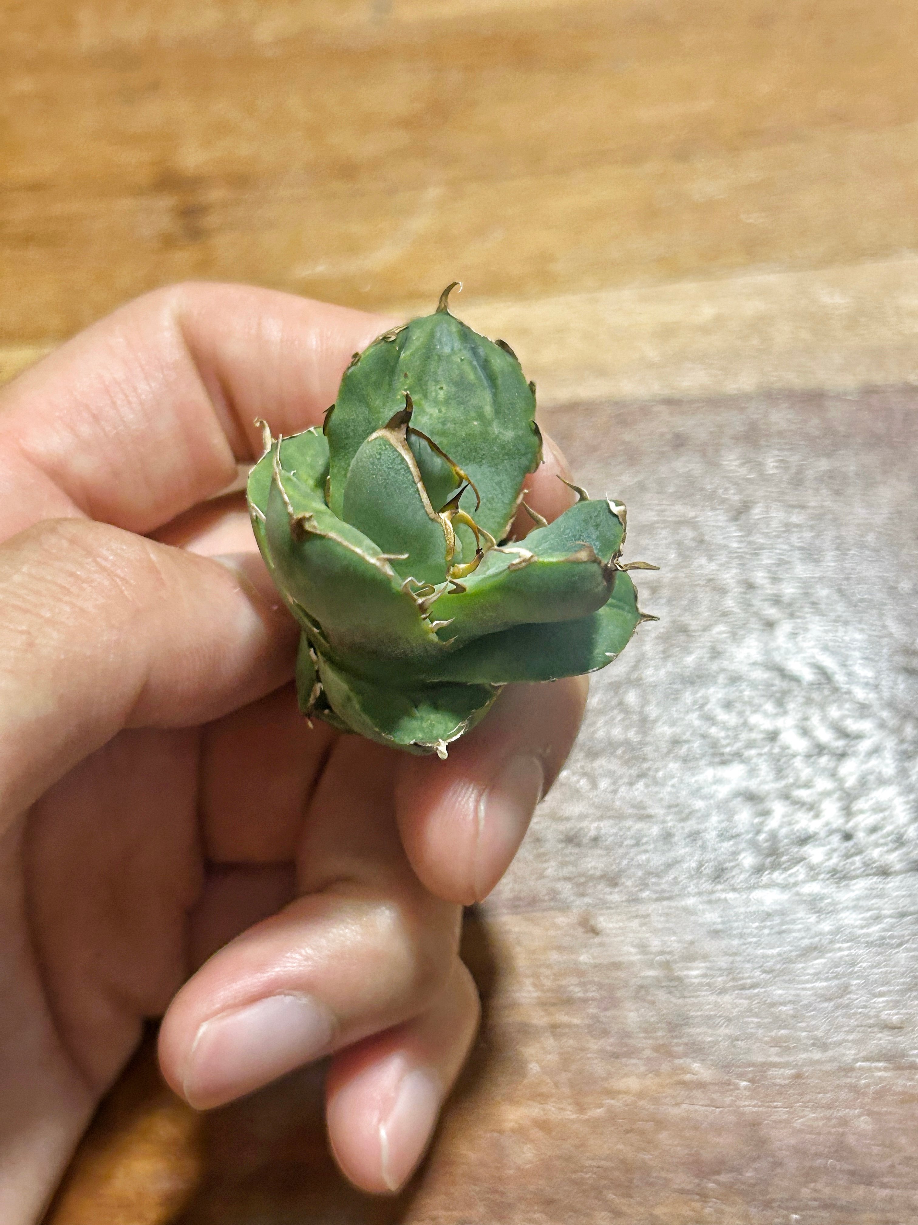 アガベ クラウンイーグル 冠鷲 大きめ | アガベ専門店 Heart plants.