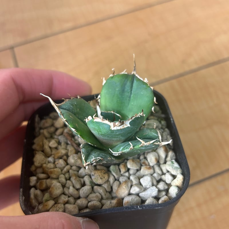 アガベ 超球体 極太鋸歯 HP033 