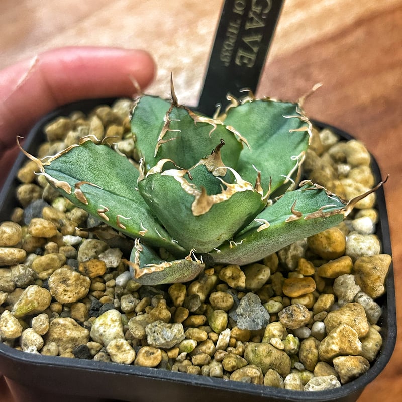 発根済み　アガベ　狼人　中株ボール型 発根済み アガベ 狼人 中株ボール型 【アガベ】狼人 大株 発根済み