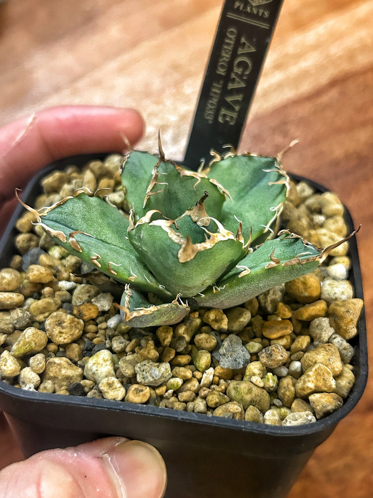 アガベ AGB33 アガベ | CACTUS330