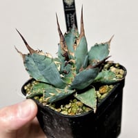 アガベ 鰐亀 裏表ブツブツ 裏棘 子株 | アガベ専門店 Heart plants.