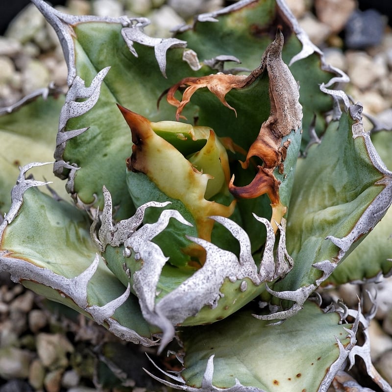 お*ち様 穿山甲　アガベ子株 Yahoo!オークション - 【希少】アガベ 穿山甲 子株 センザンコウ titan