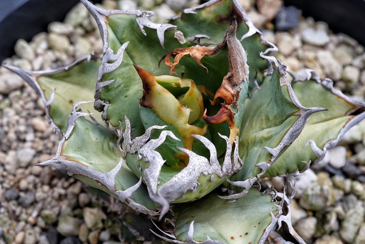 アガベ 穿山甲 センザンコウ 裏棘 トップ極太 コレクション株 | アガベ